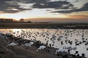 Swans - with ducks and geese - Martin Mere Wildfowl and Wetlands Trust, Lancashire, UK