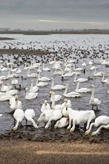 Masses Prints: Swans - feeding - with ducks and geese - Martin Mere Wildfowl and Wetlands Trust
