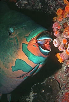 Swarthy Parrotfish - about to bite into a coral polyp. The fish does not devour the coral but the algae that lives in and on the static animal