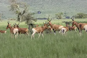 Swayne's Hartebeest Alcephalus busephalus swaynei Espece specifique a la somalie et ethiopie