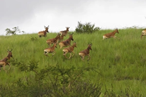 Images Dated 8th August 2006: Swayne's Hartebeest Species specific to Somali and Ethiopia
