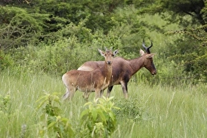 Images Dated 8th August 2006: Swayne's Hartebeest Species specific to Somali and Ethiopia
