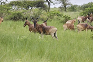 Images Dated 8th August 2006: Swayne's Hartebeest Species specific to Somali and Ethiopia
