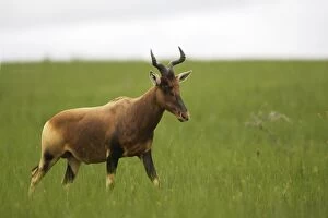 Images Dated 8th August 2006: Swayne's Hartebeest Species specific to Somali and Ethiopia
