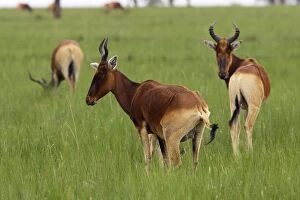Images Dated 8th August 2006: Swayne's Hartebeest Species specific to Somali and Ethiopia Awassa Ethiopia