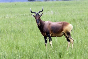 Images Dated 8th August 2006: Swayne's Hartebeest Species specific to Somali and Ethiopia Awassa Ethiopia