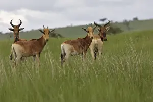 Swayne's Hartebeest Species specific to Somali and Ethiopia
