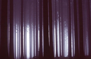 Halloween Collection: SWEDEN - Forest, at Tiveden
