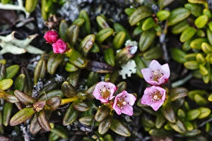 Sweden, Jamtland. Alpine azalea (Loiseleuria)