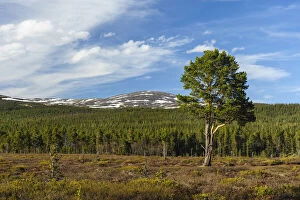 Sweden, Jamtland, Valadalen Nature Preserve