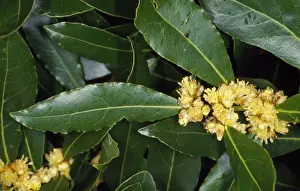 Bays Prints: Sweet Bay - pot herb, in flower