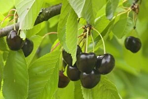 Avium Gallery: Sweet Cherry - ripe almost black Sweet Cherries