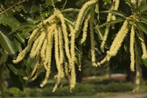 Images Dated 9th July 2006: Sweet chesnut in flower -male catkins