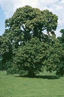 Images Dated 26th June 2006: Sweet Chestnut
