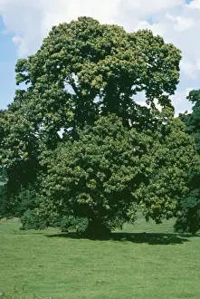 Sweet Chestnut