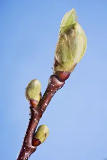 Buds Prints: Sweet Chestnut bud
