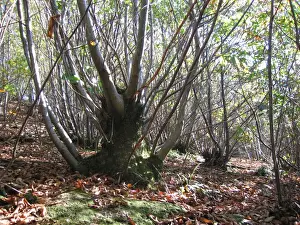 Chestnuts Prints: Sweet Chestnut Coppice - Sussex Woodland