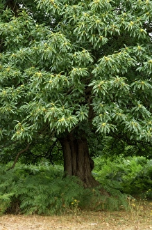 Images Dated 9th August 2006: Sweet Chestnut - Some fine examples in Knole, National Trust, Sevenoaks, Kent, UK