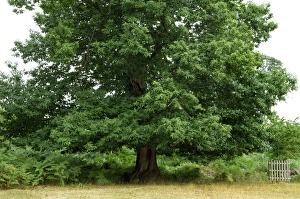 Images Dated 9th August 2006: Sweet Chestnut - Some fine examples in Knole, National Trust, Sevenoaks, Kent, UK. August