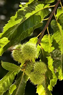 Husk Prints: Sweet Chestnut fruit