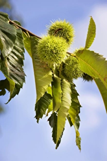 Images Dated 2nd September 2009: Sweet Chestnut fruit
