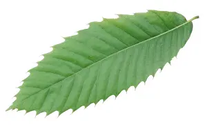 Chestnut Prints: Sweet Chestnut Leaf DAD 567 Castanea sativa © David Dixon / ARDEA LONDON