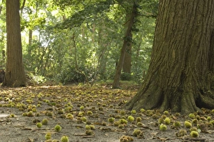 Images Dated 18th September 2007: Sweet chestnut - Tree in autumn with fallen nuts