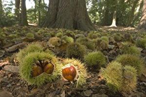 Images Dated 18th September 2007: Sweet chestnut - Tree in autumn with fallen nuts