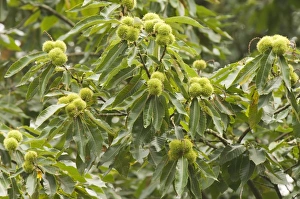 Images Dated 14th September 2007: Sweet chestnut - Tree in autumn with nuts