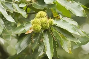 Sweet chestnut - Tree in autumn with nuts