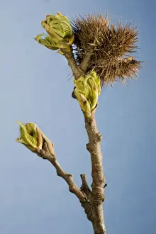 Twigs Prints: Sweet Chestnut Tree / Marron - twig with bud