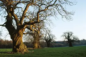 Sweet Chestnut Tree - remnants of ancient avenue. East Sussex, UK