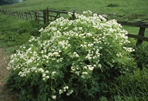 Images Dated 31st May 2006: Sweet Cicely