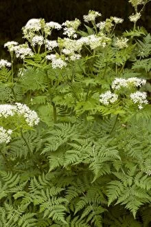 Images Dated 5th June 2011: Sweet Cicely - very aromatic umbellifer - Roadside