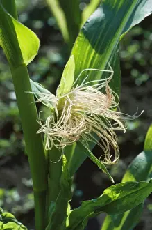 Cereals Prints: Sweet Corn / Maize - female flowers & tassels