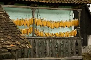 Sweet corn (maize) hanging up to dry on balcony of old house