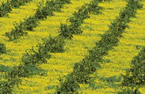 Patterns Prints: Sweet Orange - Cultivation in the fertile Guadalhorce river valley; together with yellow-flowered annuals; in February