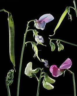 Images Dated 3rd August 2005: Sweet Pea - flowers & seeds