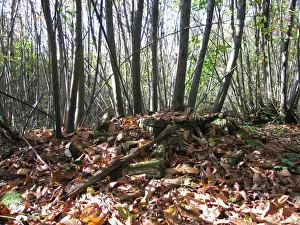 Chestnuts Prints: Sweet / Spanish Chestnut Coppice and old rotting woodpile - Sussex Woodland, UK