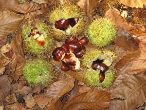 Plant Textures Collection: Sweet / Spanish Chestnut - fruit & husks, Sussex Woodland UK
