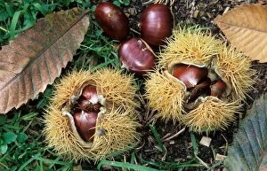 Images Dated 20th April 2007: Sweet / Spanish Chestnut - fruit and husks
