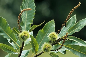 Images Dated 20th April 2007: Sweet / Spanish Chestnut - husks on tree