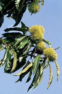 Images Dated 20th April 2007: Sweet / Spanish Chestnut - husks on tree