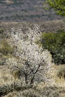 Bush Prints: Sweet thorn bush showing the formidable array of thorns