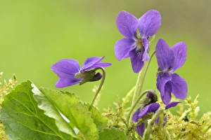Images Dated 17th April 2006: Sweet Violet several blossoms in spring Baden-Wuerttemberg, Germany
