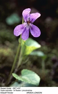 Sweet Violet - in Flower