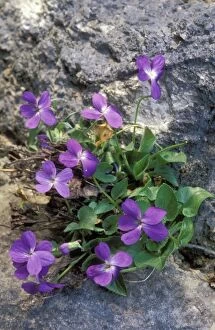 Images Dated 14th May 2004: Sweet Violet Flowers Belgium