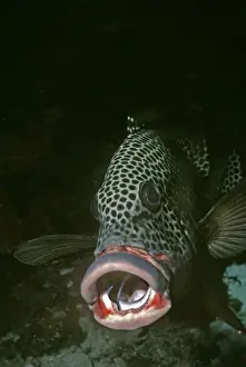 Co Operation Prints: Sweetlip, cleaner wrasse - this Sweetlip holds is mouth open so the little wrasse can clean his gills