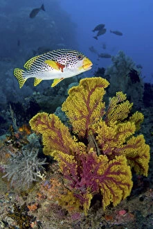 Ampat Gallery: Sweetlip fish swims over gorgonian coral