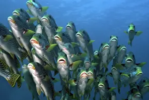 Sweetlip Prints: Sweetlips - 10 species and 2 genera are known from the Coral Sea and Great Barrier Reef